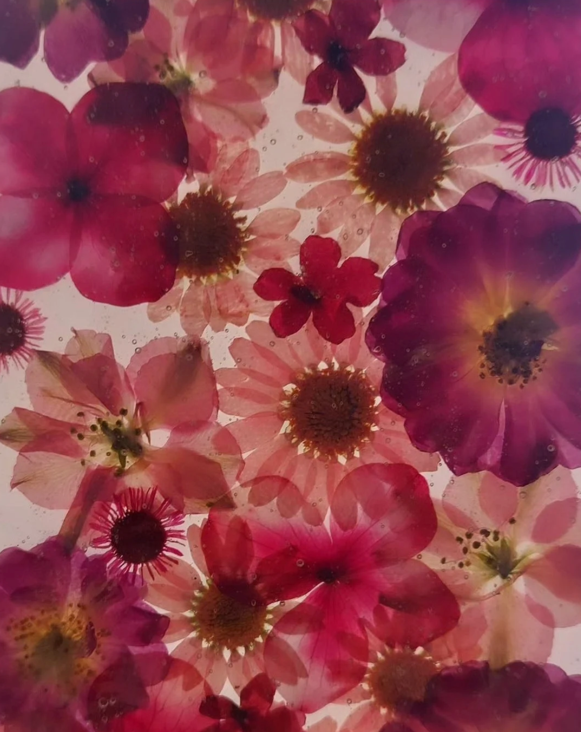 Stained glass: Pink and red flower panel 4x6