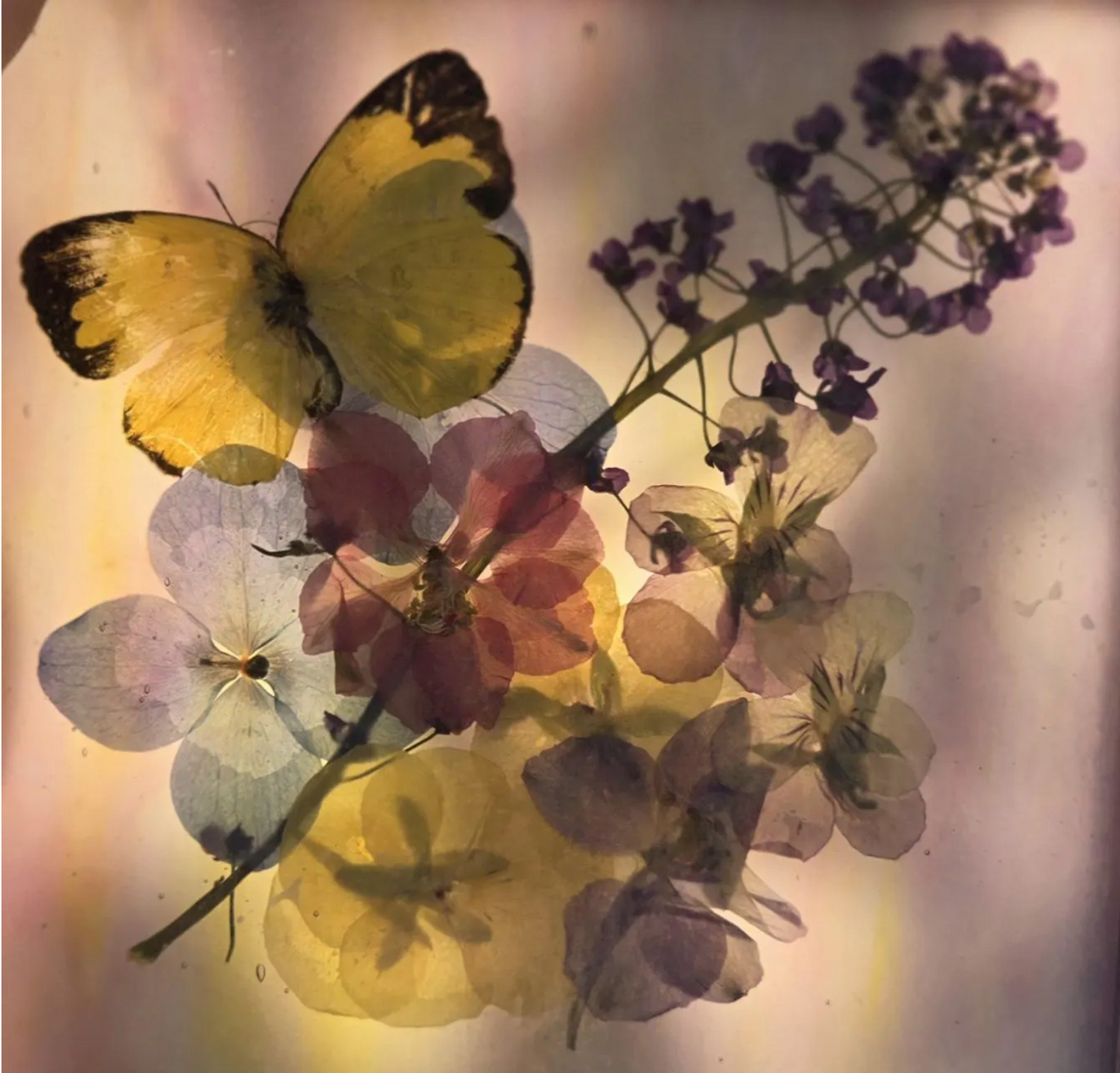 Stained glass: Pink and yellow flowers with yellow butterfly 4x4